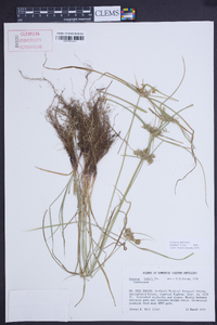 Cyperus tenuis image