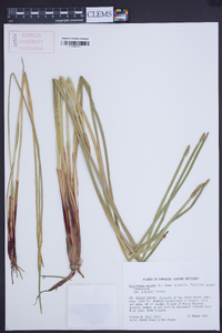 Eleocharis mutata image