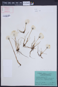 Eriophorum scheuchzeri image