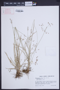 Fimbristylis annua image