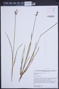 Fimbristylis complanata image