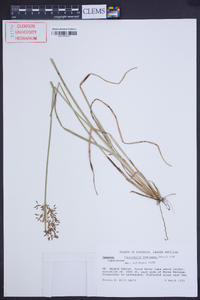 Fimbristylis complanata image