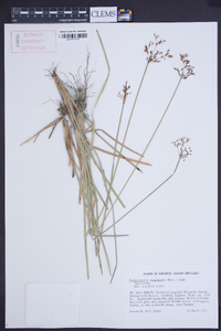 Fimbristylis complanata image