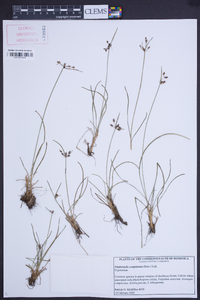 Fimbristylis complanata image