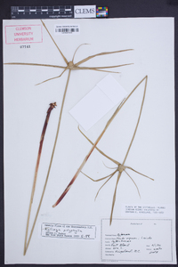 Kyllinga polyphylla image