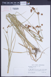Rhynchospora cyperoides image