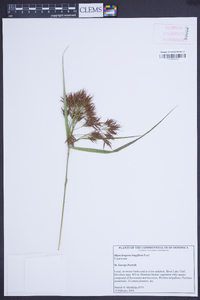 Rhynchospora longiflora image