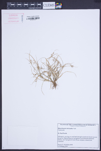Rhynchospora micrantha image