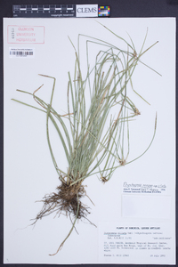 Rhynchospora nervosa subsp. ciliata image