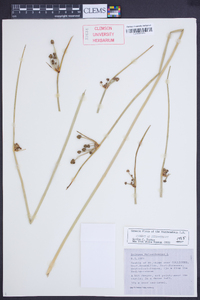 Scirpus holoschoenus image