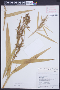 Scleria macrophylla image