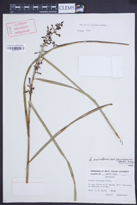 Scleria canescens image