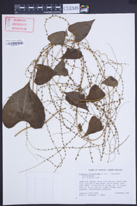 Dioscorea polygonoides image