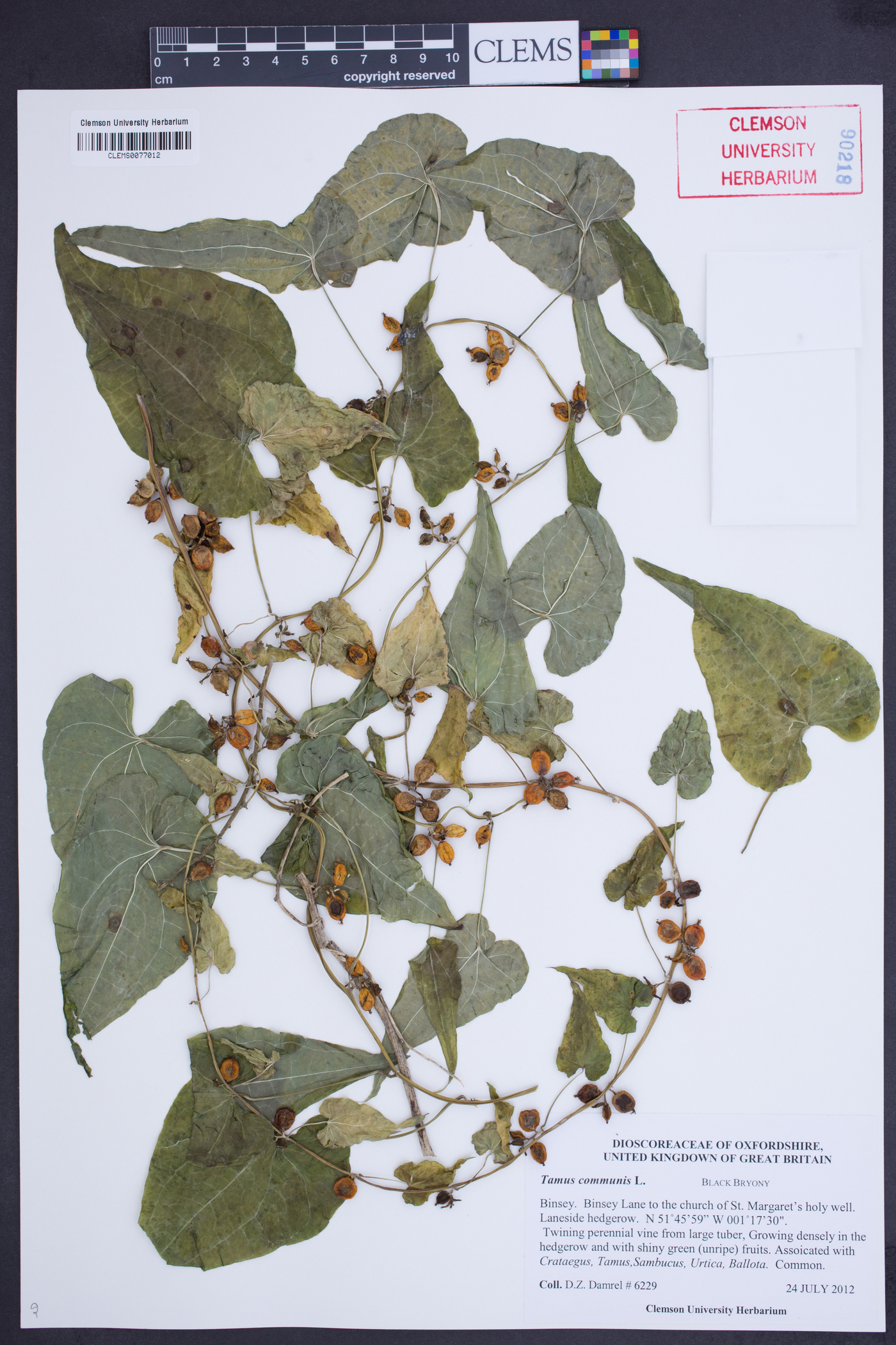 Dioscorea communis image