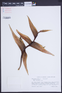 Heliconia bihai image