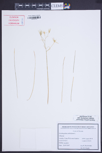 Ornithogalum umbellatum image