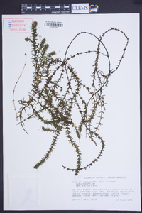 Hydrilla verticillata image