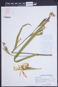 Iris pseudacorus image