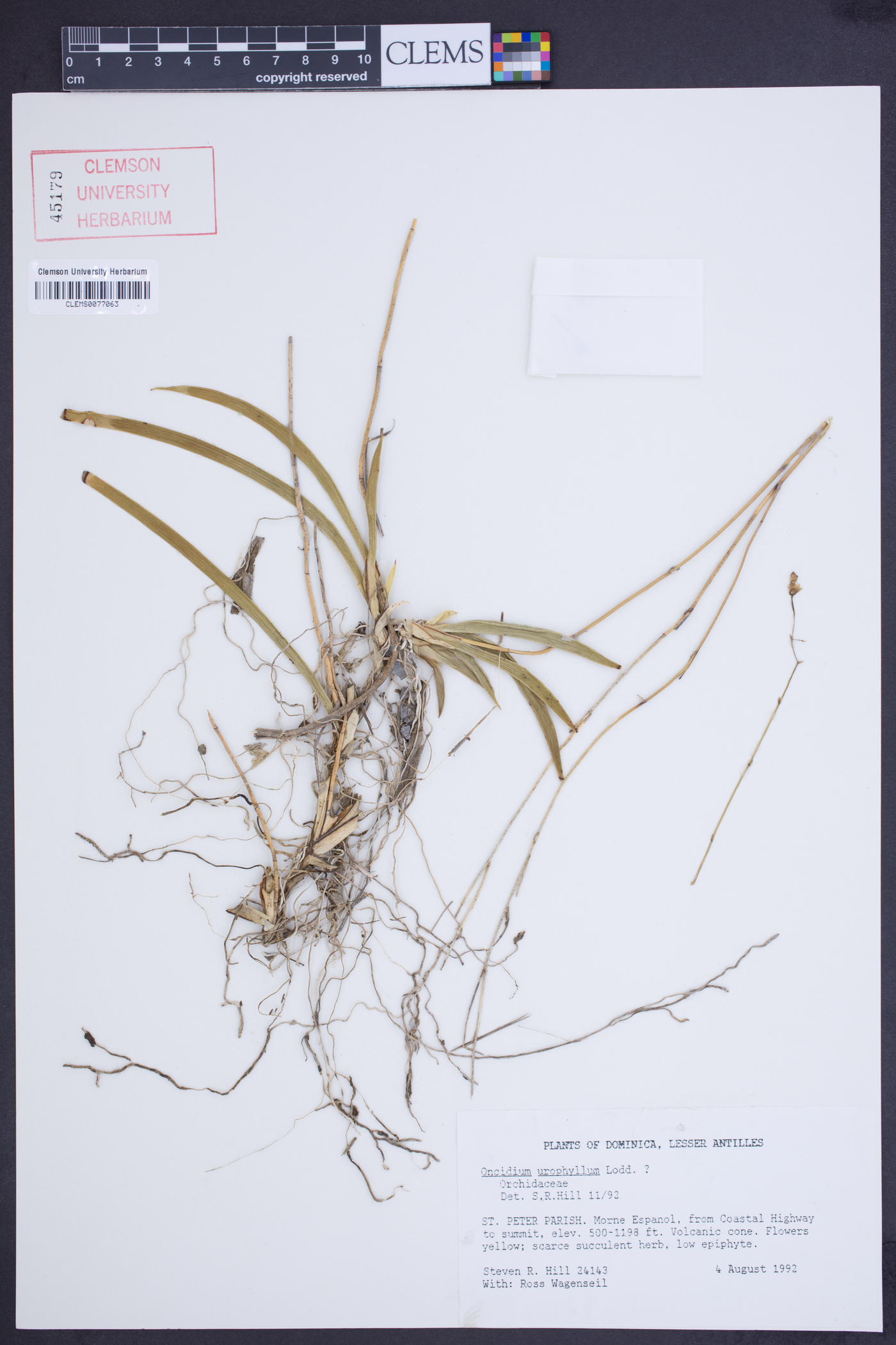 Tolumnia urophylla image