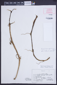 Image of Vanilla phalaenopsis