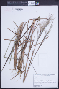 Andropogon bicornis image