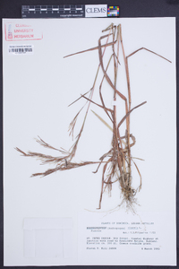 Andropogon bicornis image