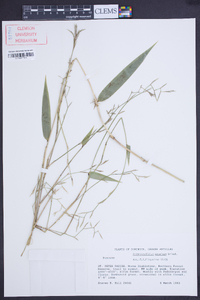 Arthrostylidium excelsum image