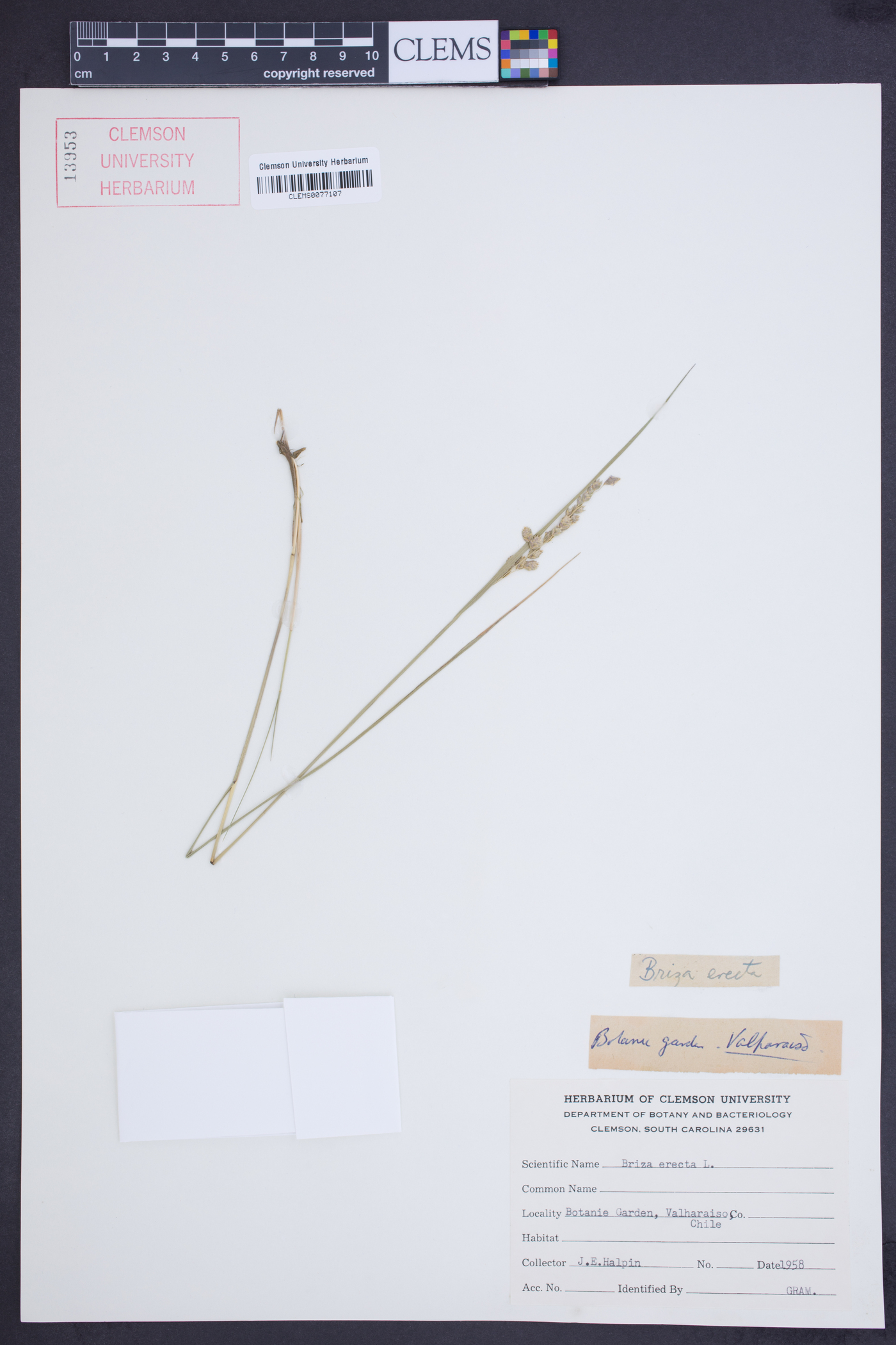 Briza erecta image