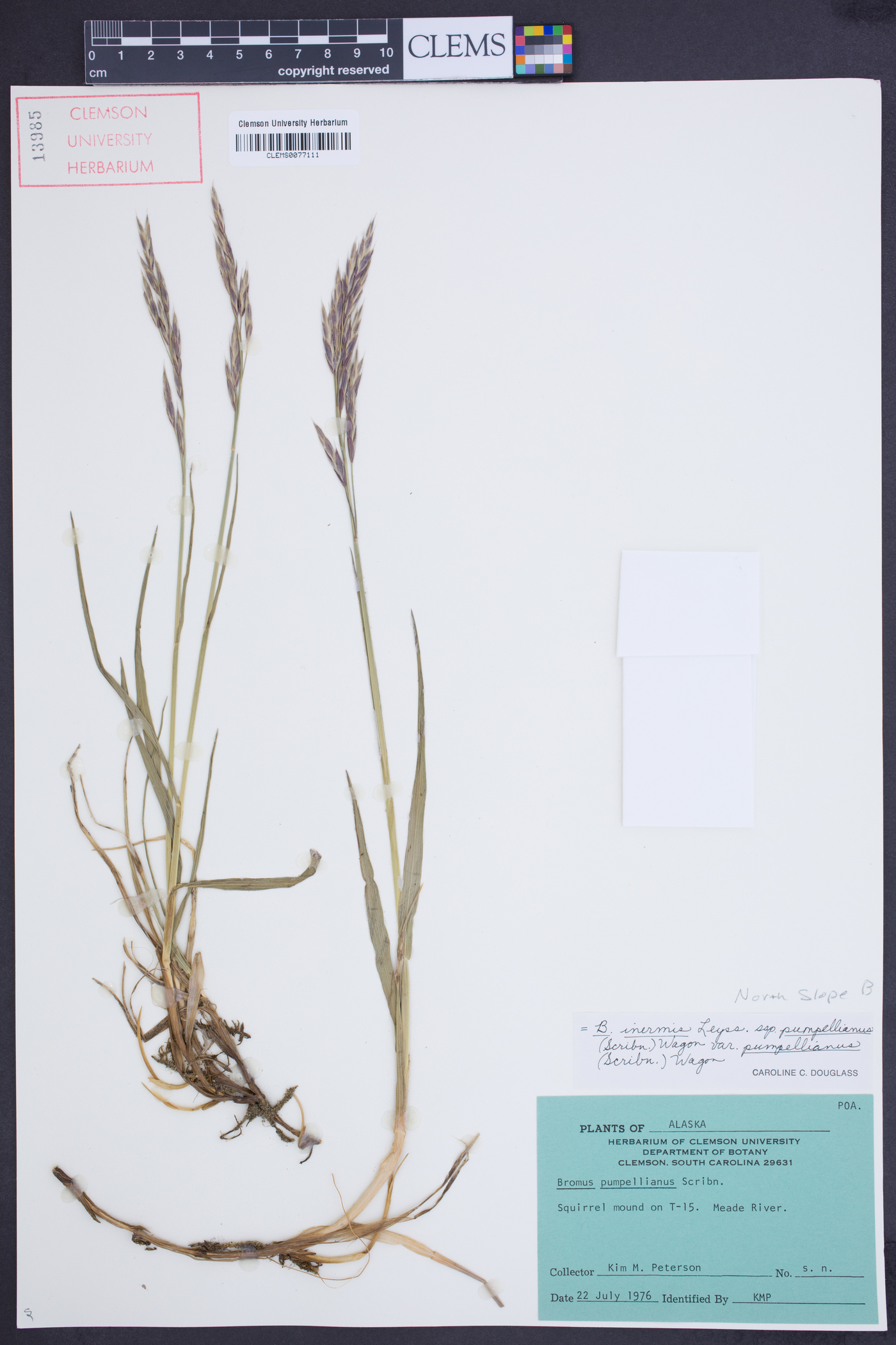 Bromus inermis subsp. pumpellianus image