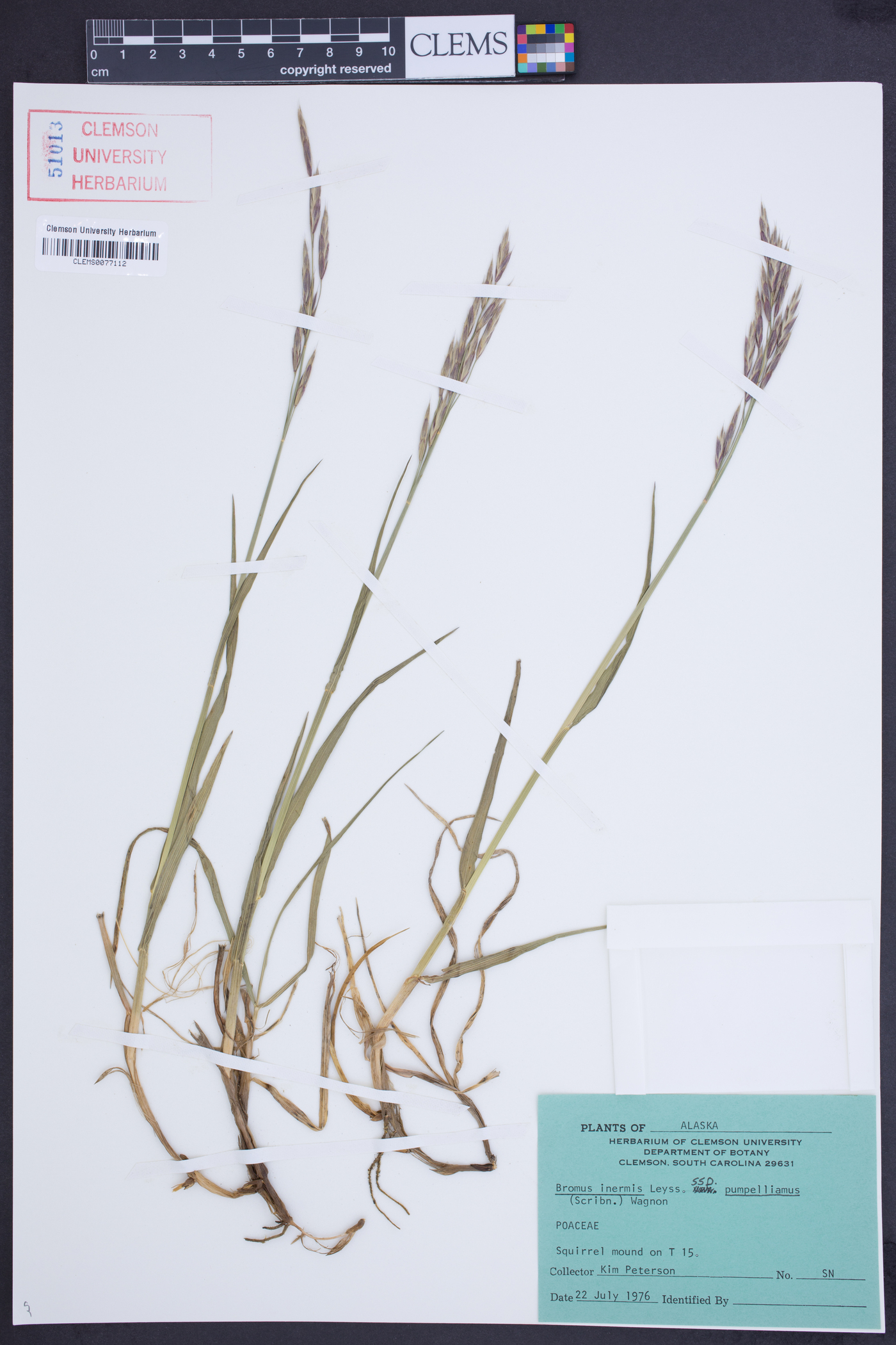 Bromus inermis subsp. pumpellianus image