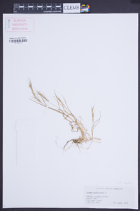 Bromus madritensis image