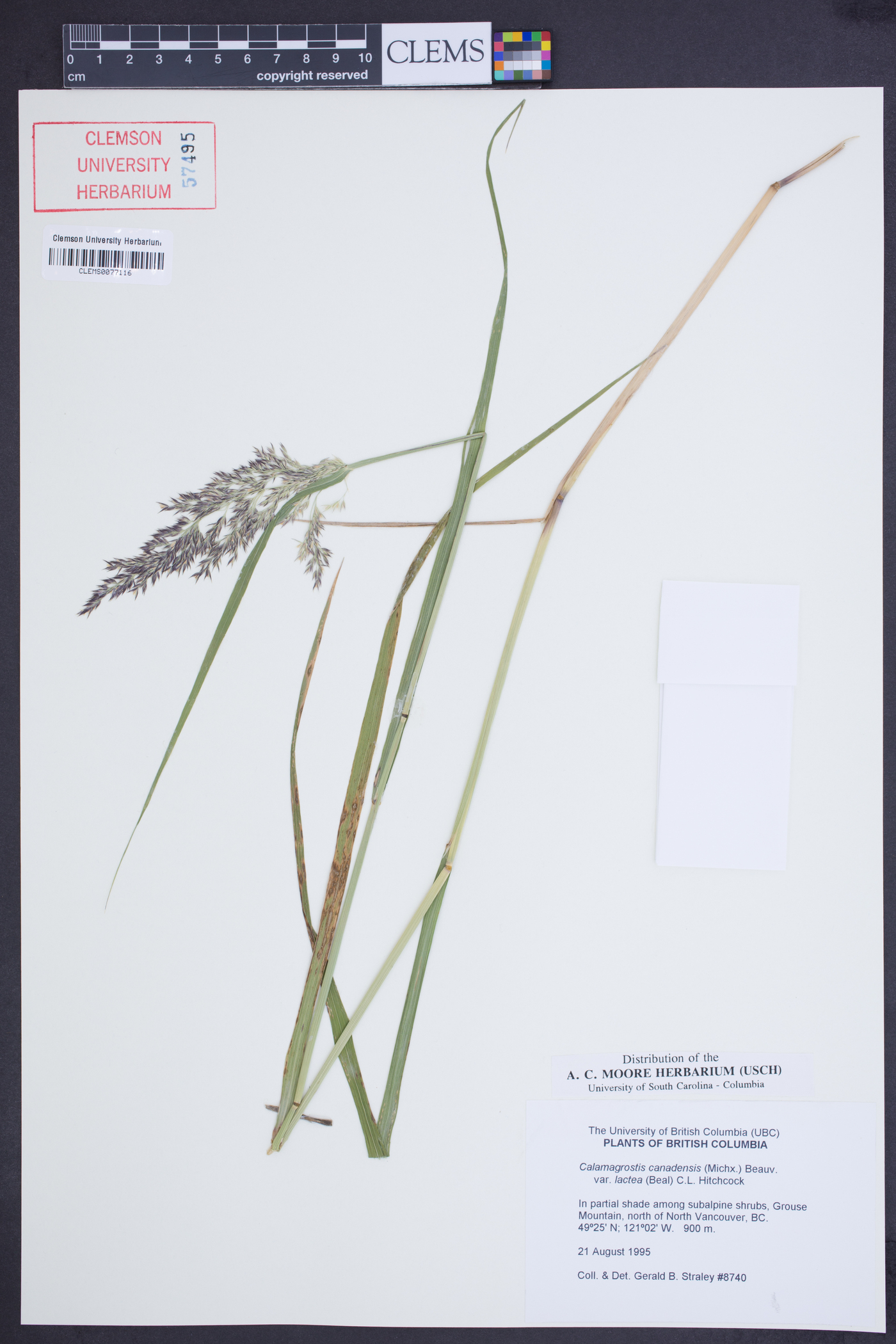 Calamagrostis canadensis var. lactea image