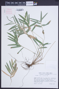 Cryptochloa strictiflora image