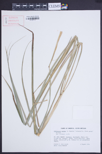 Cymbopogon nardus image