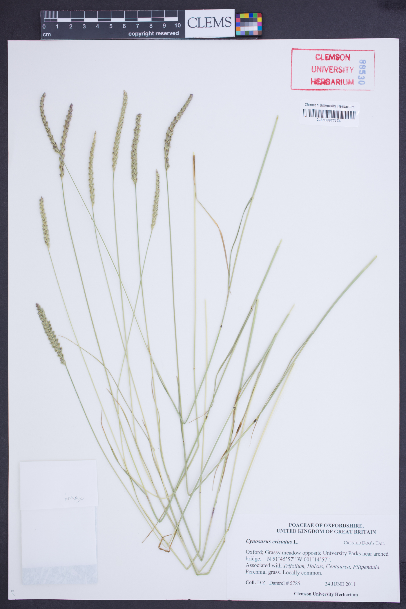 Cynosurus cristatus image