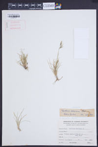 Image of Danthonia araucana