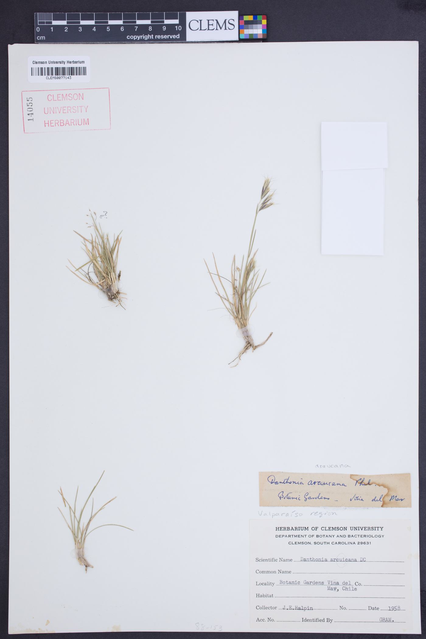 Danthonia araucana image