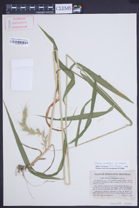 Elymus canadensis var. wiegandii image