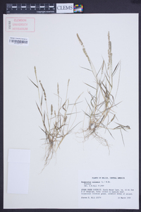 Eragrostis ciliaris image