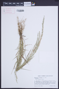 Eragrostis ciliaris image