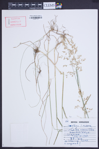 Festuca rubra image