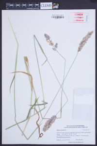Holcus lanatus image