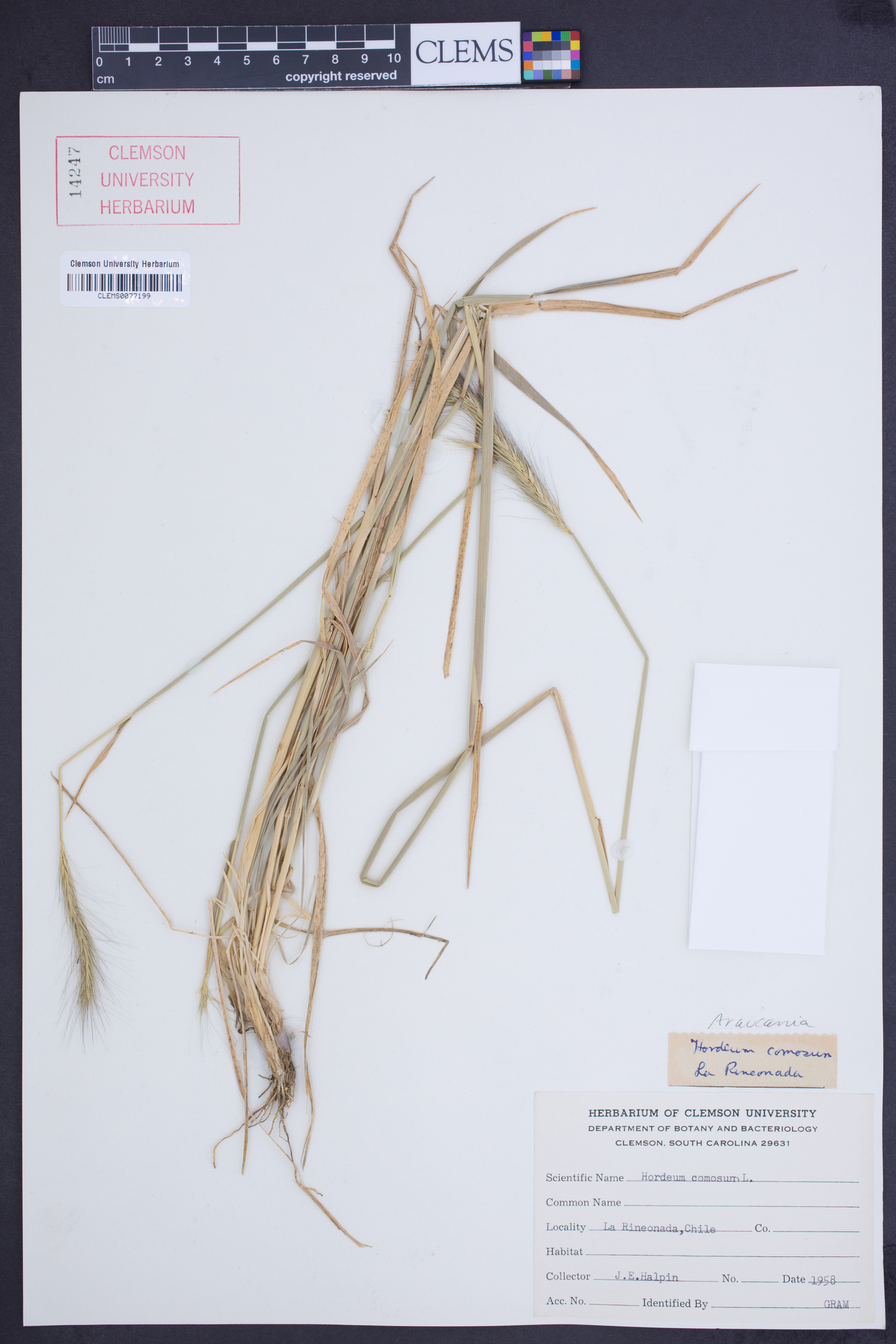 Hordeum comosum image