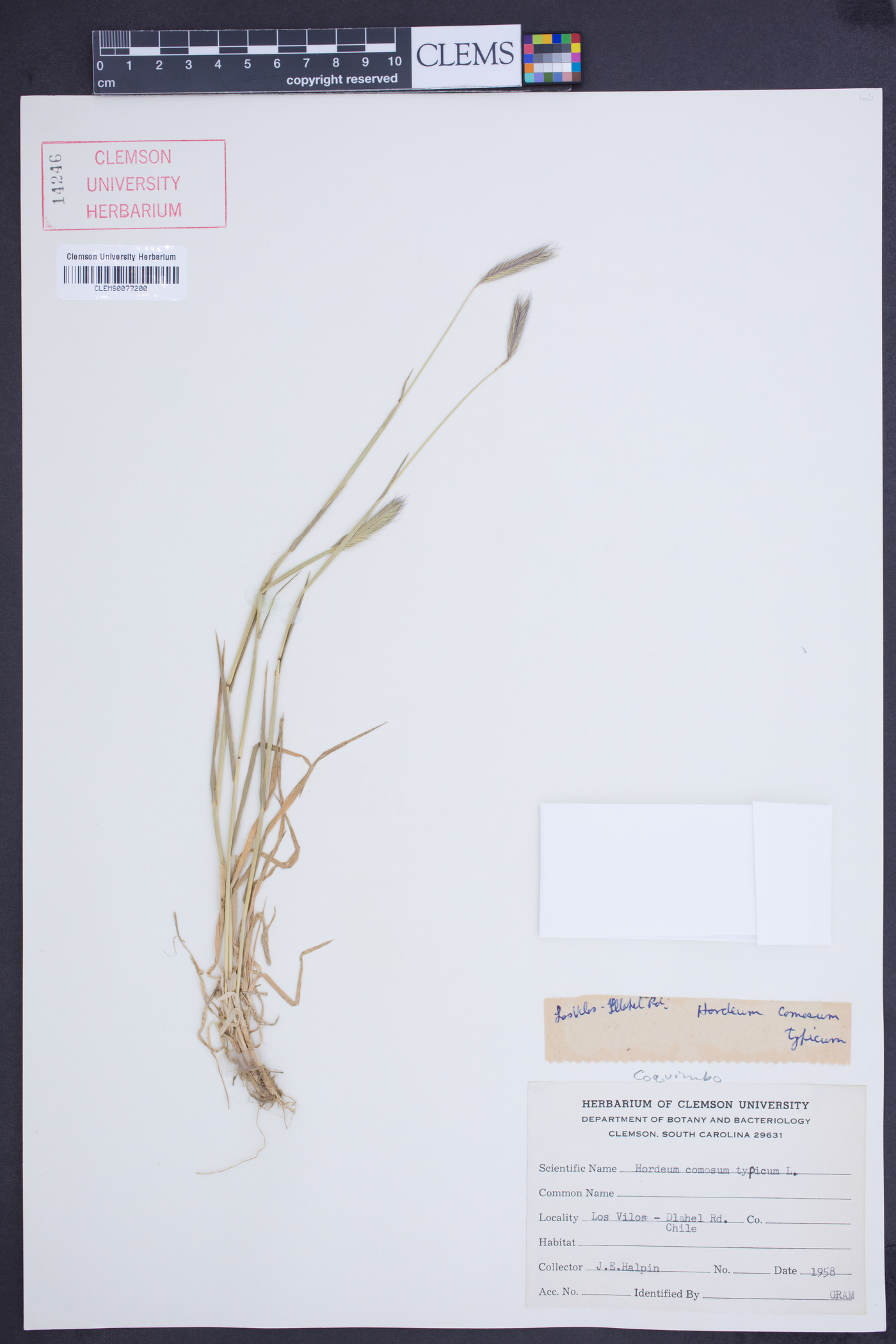 Hordeum comosum image