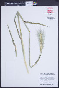 Hordeum vulgare image