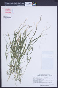 Melica uniflora image