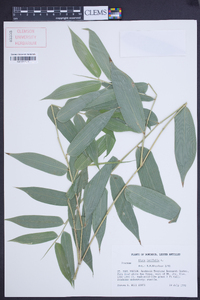 Olyra latifolia image