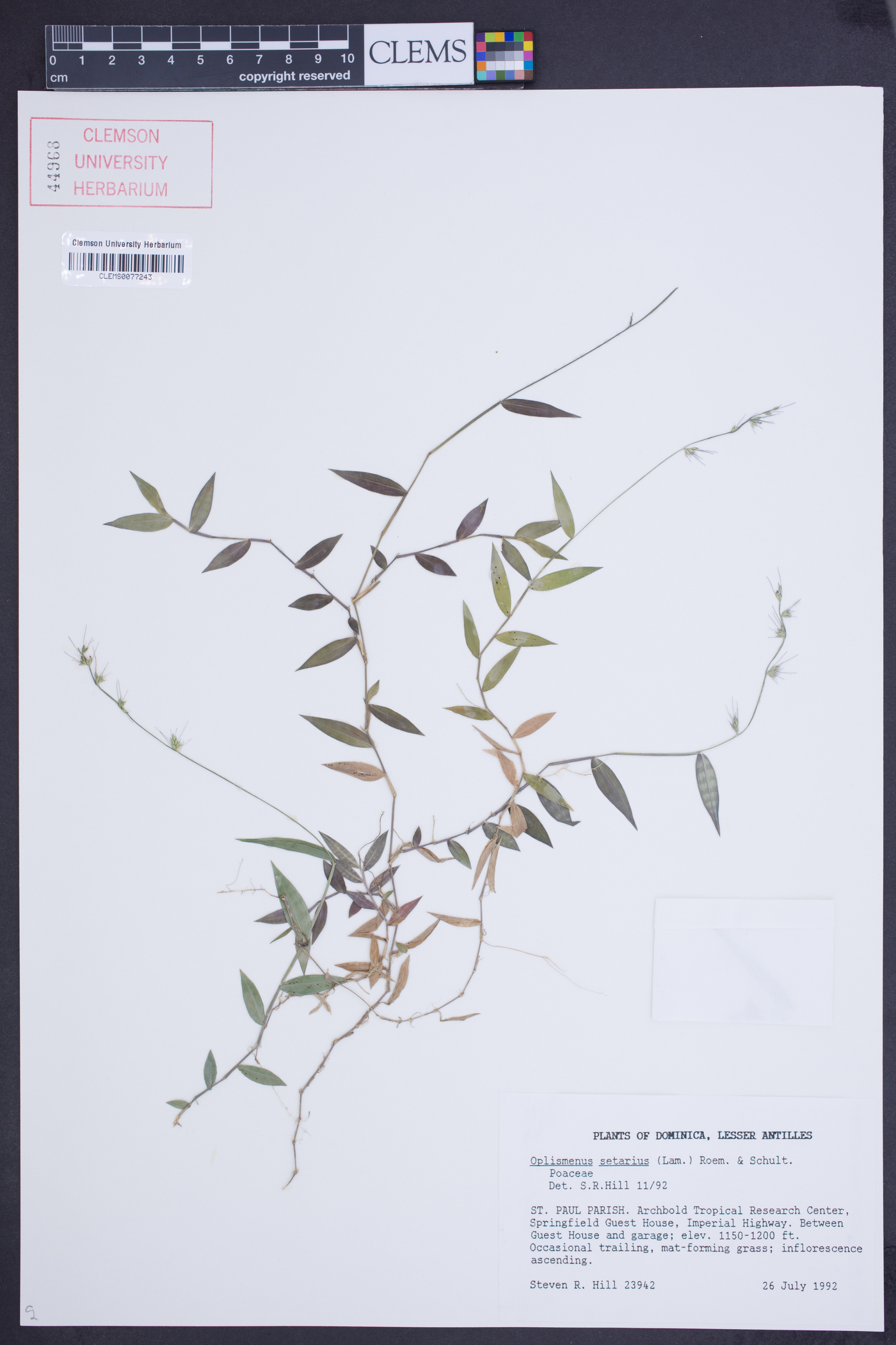 Oplismenus setarius image