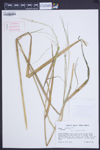 Oryza latifolia image