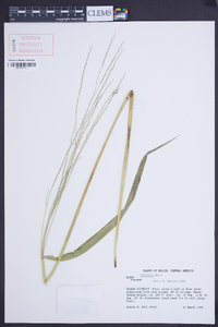 Oryza latifolia image